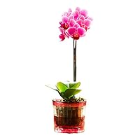⭐️ミニ胡蝶蘭⭐️12ポットセット Amazon｜ミニ胡蝶蘭 マイクロ胡蝶蘭2.5号鉢植え アクアポット 1本立て